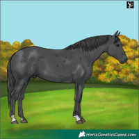 Horse Color:Black Merle 