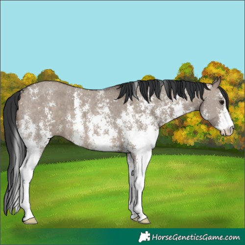 Horse Color:Brown Dun Sabino 