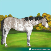 Horse Color:Brown Dun Sabino 