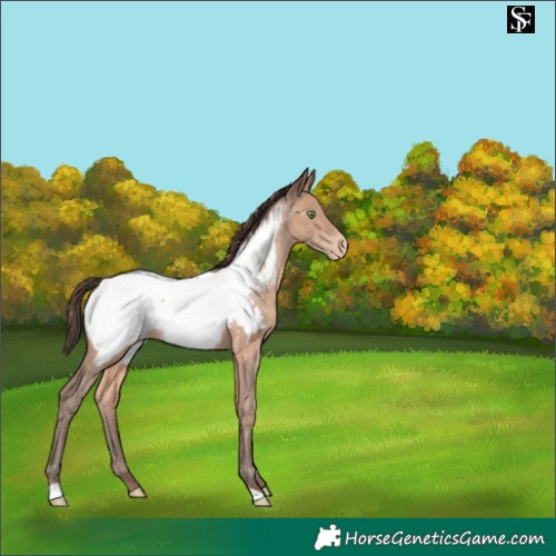Horse Color:Sable Champagne Appaloosa 