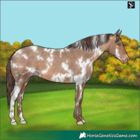 Horse Color:White Spotted Sable Champagne Appaloosa 