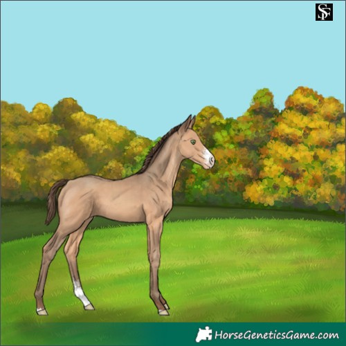 Horse Color:Amber Champagne Sabino Appaloosa 