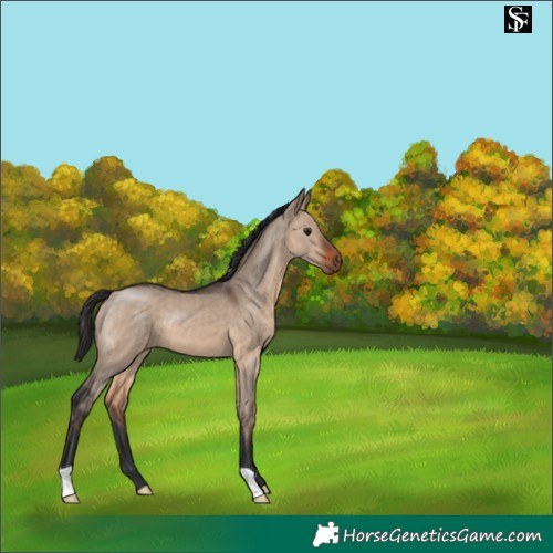 Horse Color:Brown Dun 