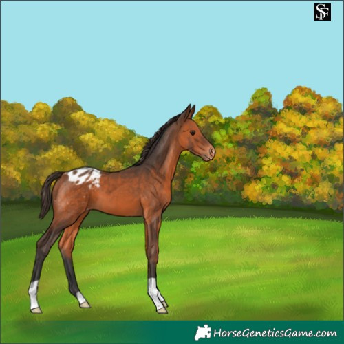 Horse Color:Bay Appaloosa 