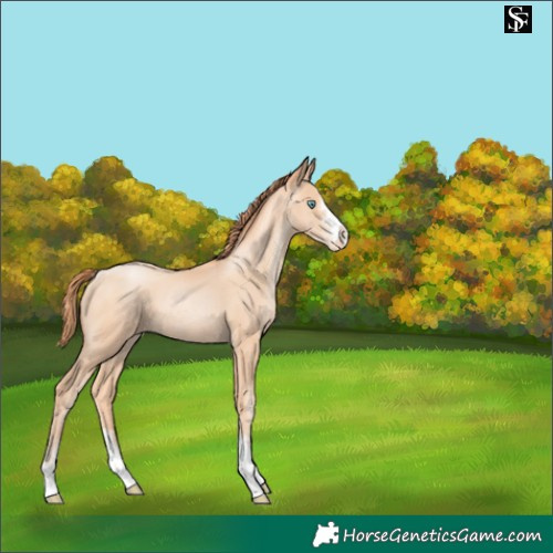 Horse Color:Amber Champagne Pearl Appaloosa 