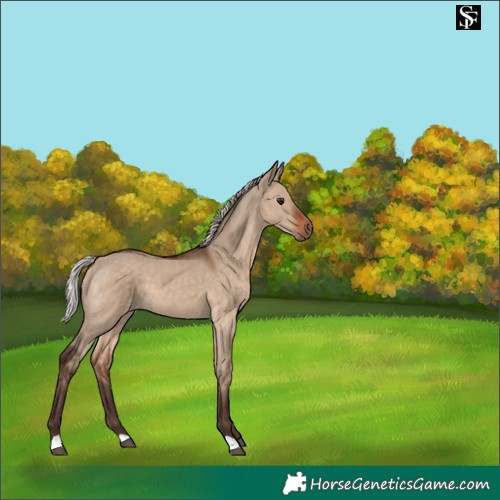 Horse Color:Silver Brown Dun 