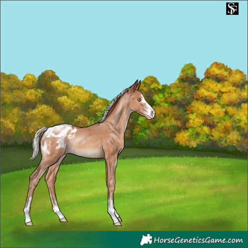 Horse Color:Silver Sable Champagne Appaloosa 