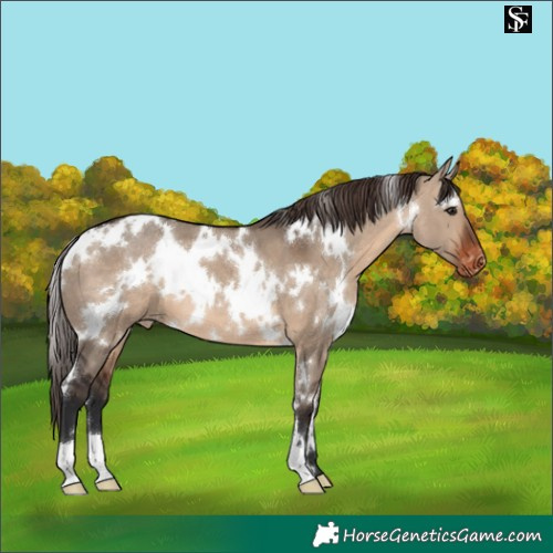 Horse Color:White Spotted Brown Dun Varnish 