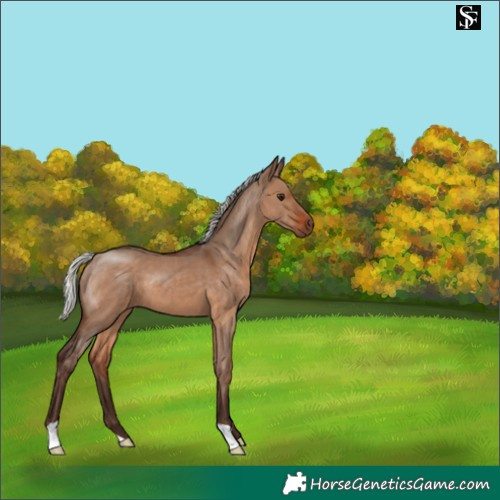 Horse Color:Silver Brown Dun 