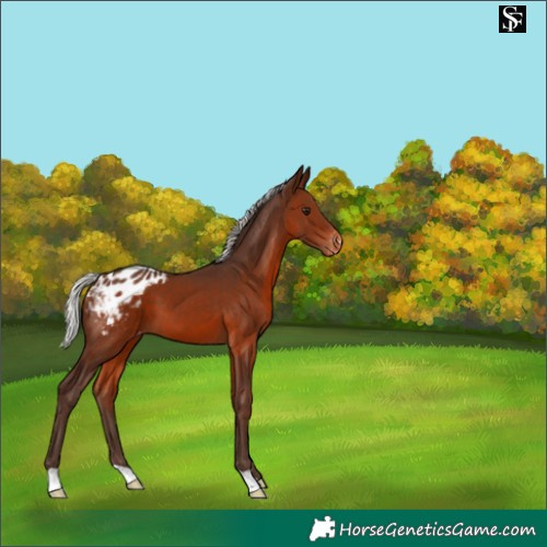 Horse Color:Silver Brown Appaloosa 