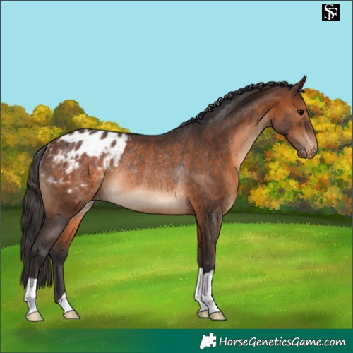 Horse Color:Brown Appaloosa Rabicano 