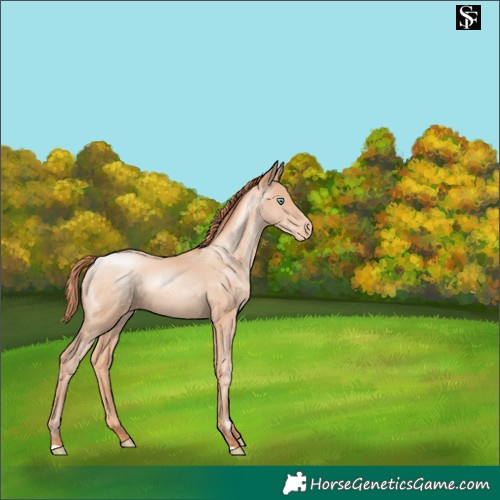 Horse Color:Sable Champagne Pearl Appaloosa 