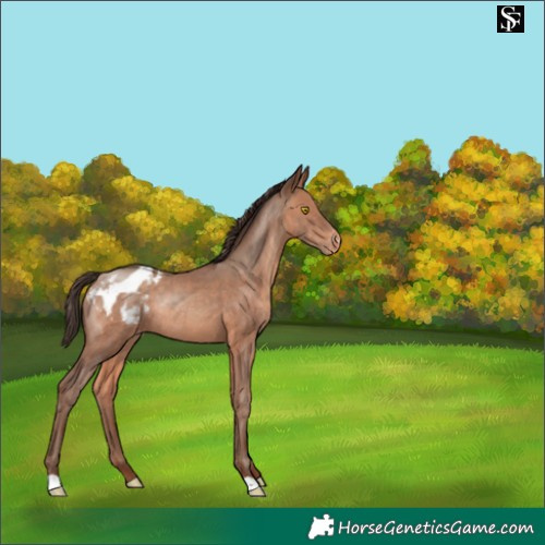 Horse Color:Sable Champagne Appaloosa Rabicano 