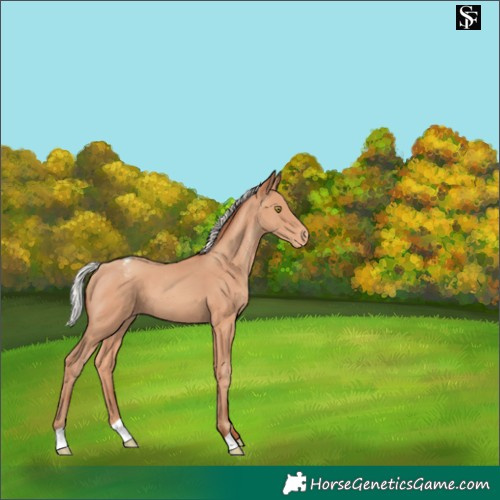 Horse Color:Silver Sable Champagne Appaloosa 