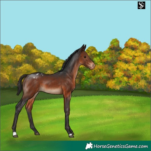 Horse Color:Brown Appaloosa 