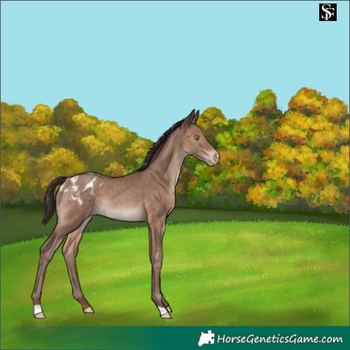 Horse Color:Sable Champagne Appaloosa 