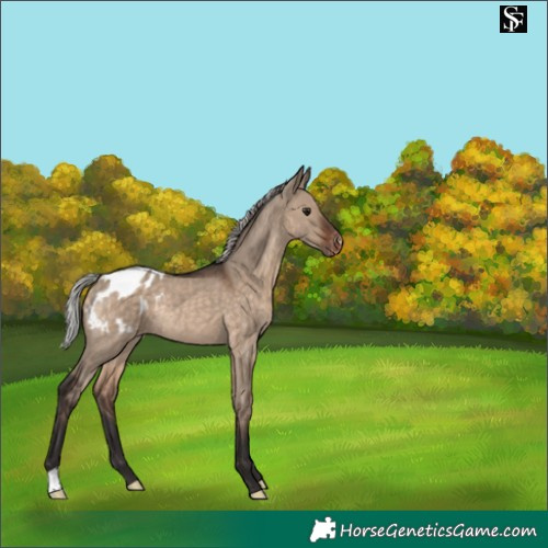 Horse Color:Silver Brown Dun Appaloosa Rabicano 