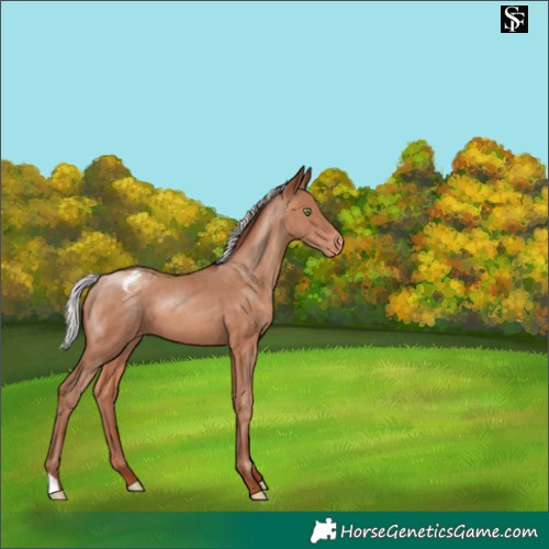Horse Color:Silver Sable Champagne Appaloosa 