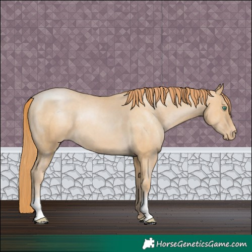 Horse Color:Smoky Black Pearl Appaloosa