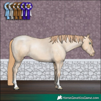 Horse Color:Smoky Black Pearl Appaloosa 