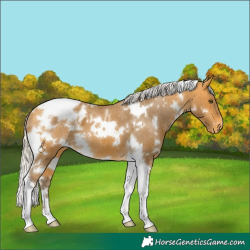 Horse Color:White Spotted Silver Buckskin Tobiano Appaloosa 