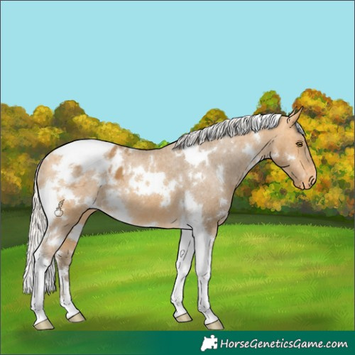 Horse Color:White Spotted Silver Buckskin Tobiano Appaloosa 