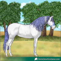 Horse Color:Watercolor Brown Roan Onyx Tobiano Appaloosa 