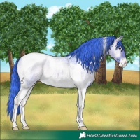 Horse Color:Watercolor Brown Roan Onyx Tobiano Appaloosa 
