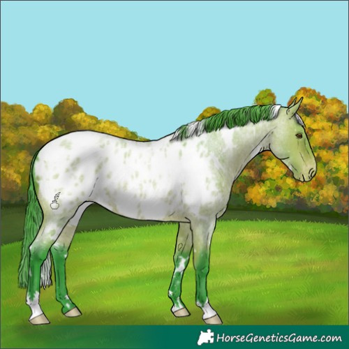 Horse Color:Watercolor White Spotted Bay Roan Appaloosa 