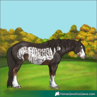 Horse Color:Liver Chestnut  and Liver Chestnut Frame 