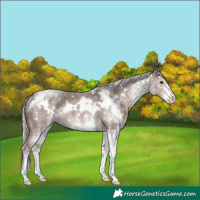 Horse Color:White Spotted Silver Black Rabicano