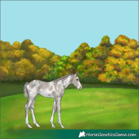 Horse Color:White Spotted Silver Grullo Sabino Rabicano