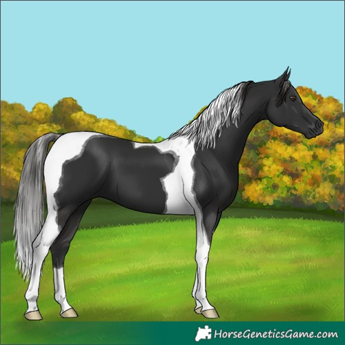 Horse Color:Liver Chestnut Tobiano 