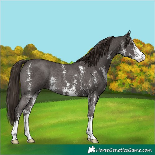 Horse Color:Liver Chestnut Sabino Rabicano 