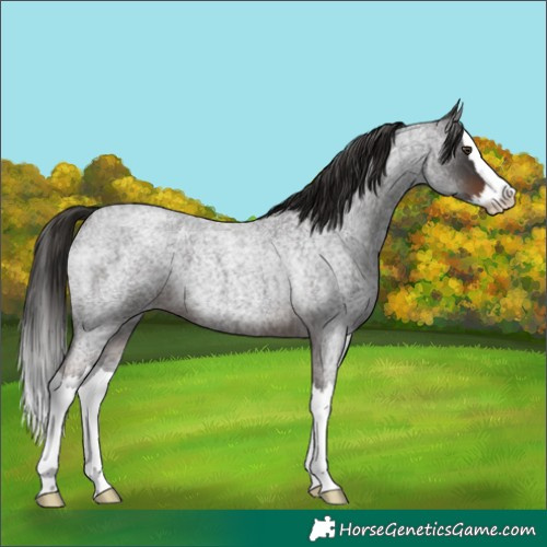 Horse Color:Liver Red Roan Splash 