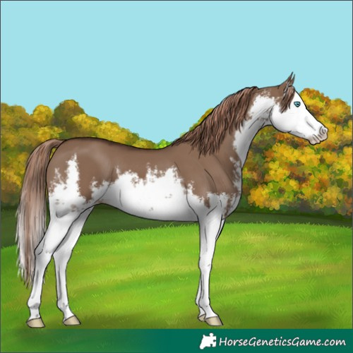Horse Color:White Spotted Liver Red Dun Splash 