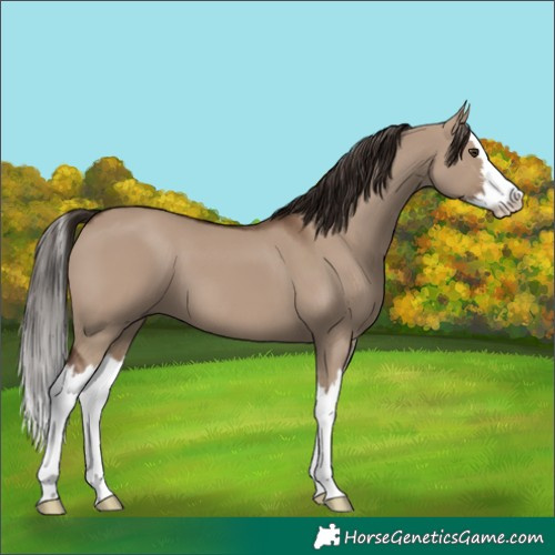 Horse Color:White Spotted Liver Red Dun Splash 
