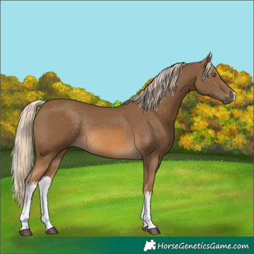 Horse Color:White Spotted Chocolate Palomino Rabicano 