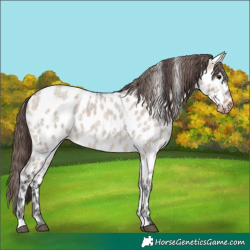 Horse Color:Bay Ice Roan Dun Near Leopard Rabicano 