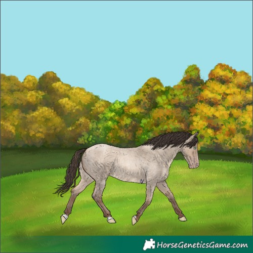 Horse Color:Amber Champagne Roan Dun 