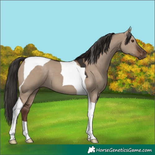Horse Color:Liver Red Dun Tobiano 
