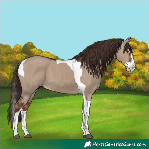 Horse Color:Liver Red Dun Splash Tobiano 