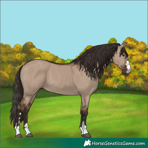 Horse Color:Liver Red Dun 