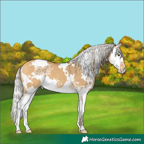 Horse Color:White Spotted Silver Buckskin Dun Splash 