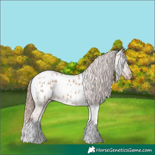Horse Color:Red Dun Tobiano Appaloosa 
