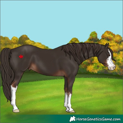 Horse Color:White Spotted Liver Chestnut