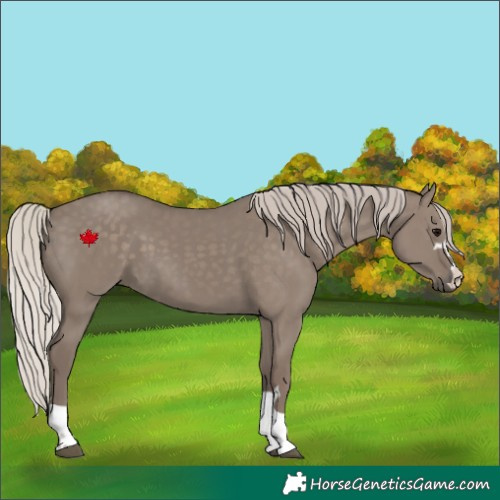 Horse Color:Silver Grullo