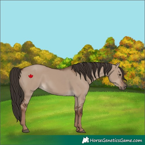 Horse Color:Liver Red Dun Rabicano 