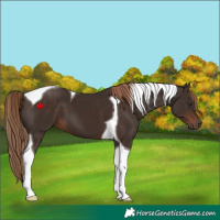 Horse Color:Liver Chestnut Tobiano