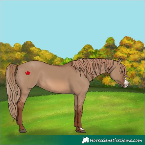 Horse Color:Red Dun Sabino Rabicano